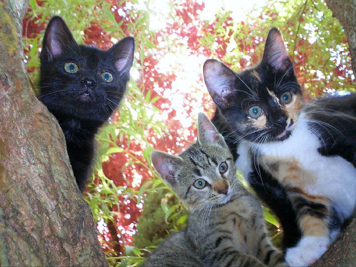 charmantesten Tiere der Welt: Katzen